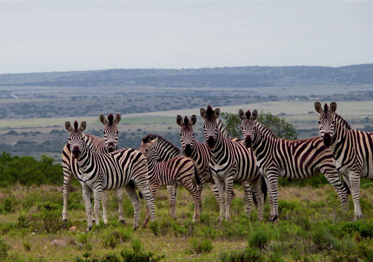 Ikwanitsha Lodge *